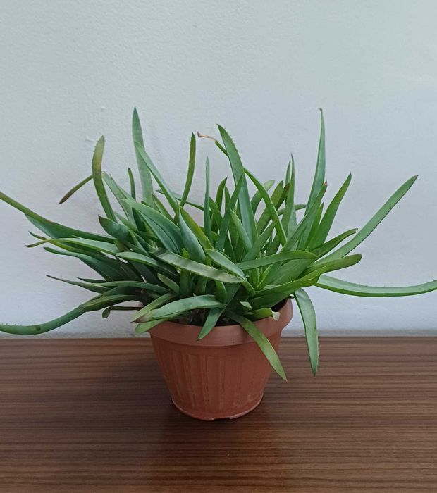 Продам ростки алоэ вера