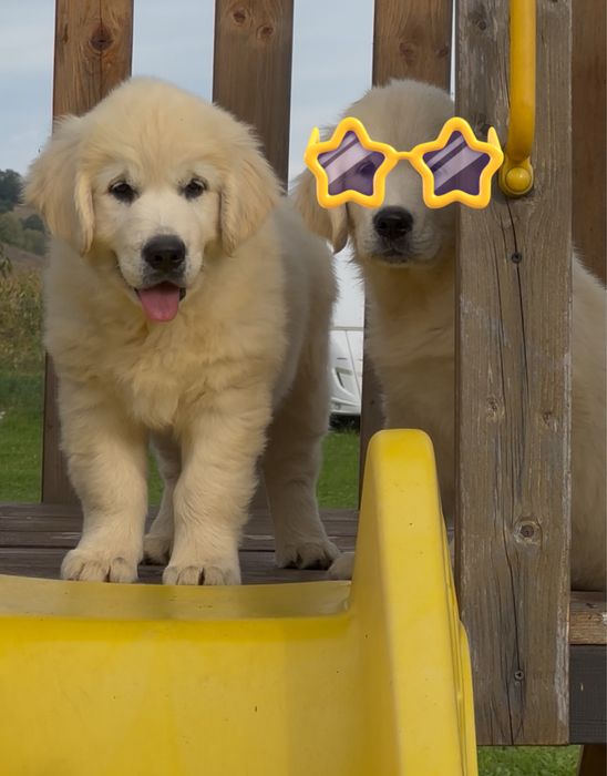 Femela golden retriever cu pedigree