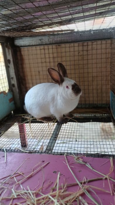 Toza kaliforniya quyoni