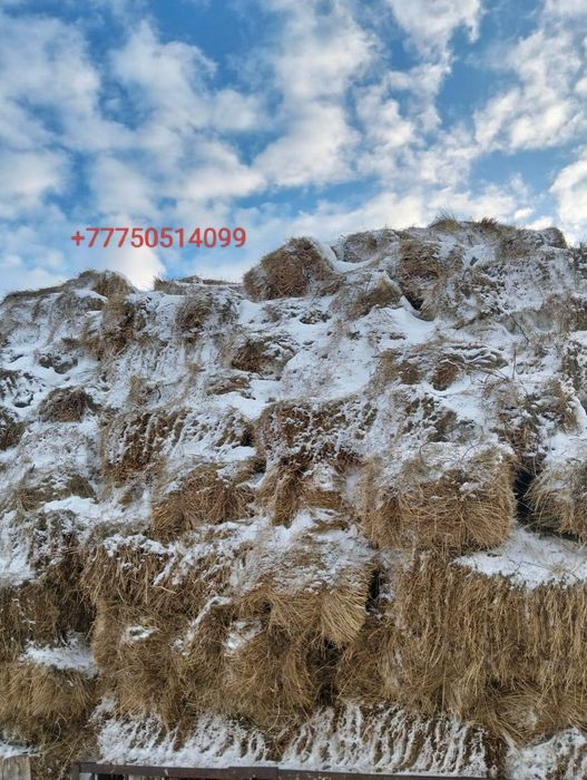 Сено а. Домбыралы