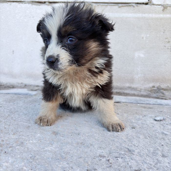 Отдам двром щенят. Мать овчарка