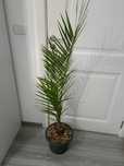 Palmier Phoenix canariensis