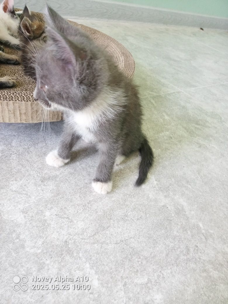 Tom mushugimz sotiladi
