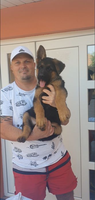 Pui Ciobanesc German - linie de show