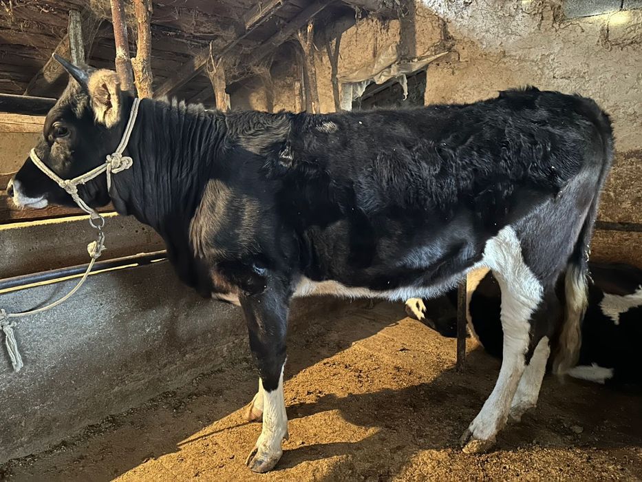 Семіз құнажындар сатылады