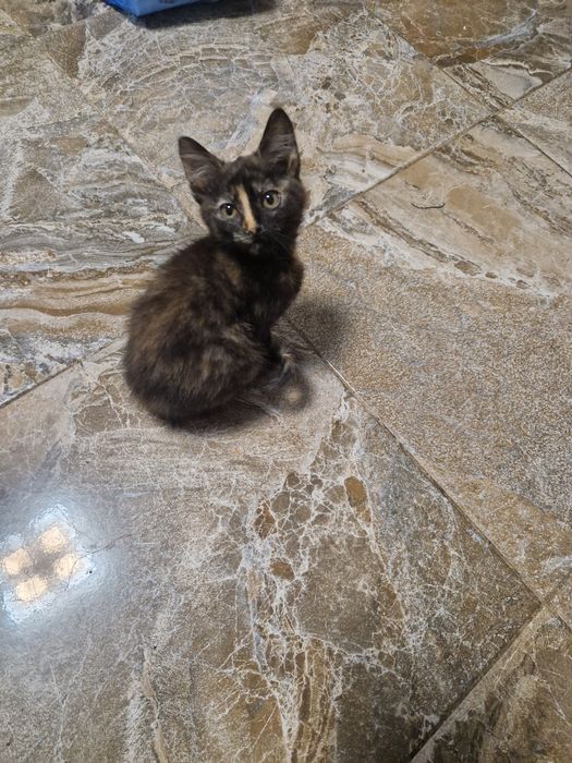 Donez o pisicuta. Are in jur de 4 luni