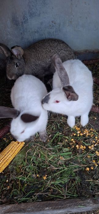 Vand iepuri cuminți