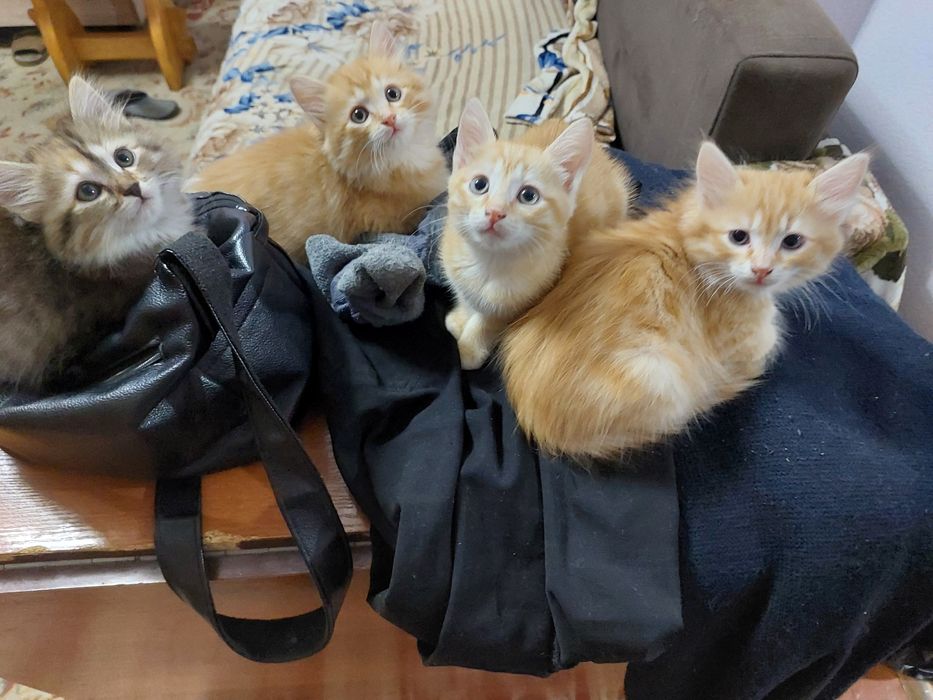 Отдам Котят Даром