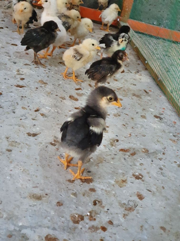 Jujalar Sotiladi Barama,Qarashaxzoda,Vengir