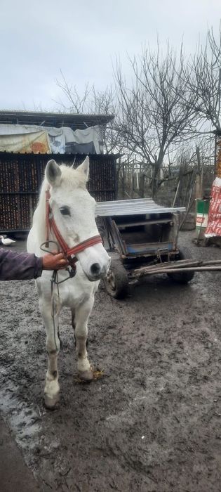 Cal + căruță, grapă, săpătoare, ham