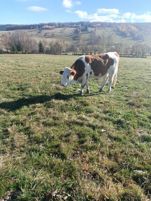 Juninca , vaca de 1 an si jumatate
