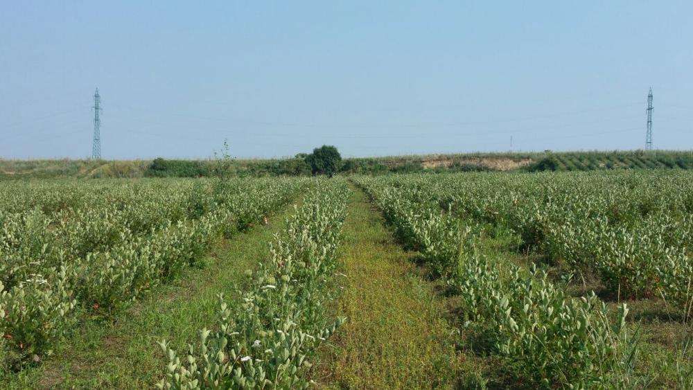 aronia de 3 ani cu fructificare
