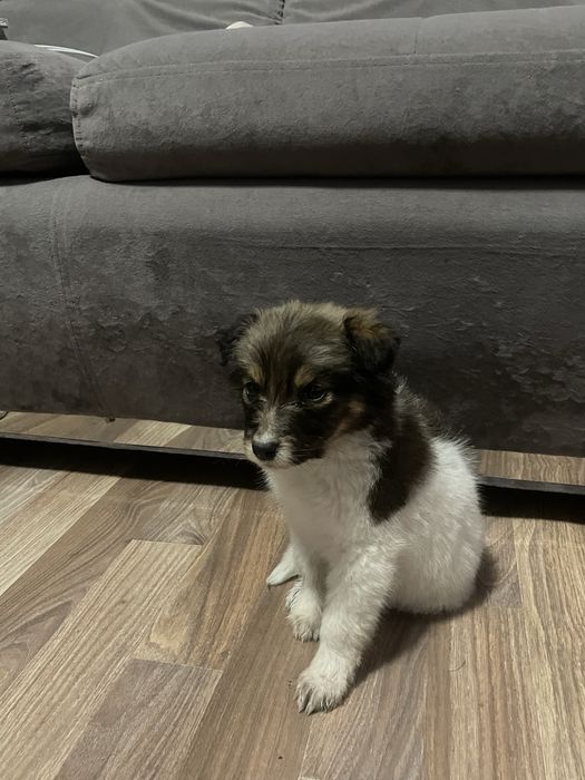 маленький щенок (девочка)