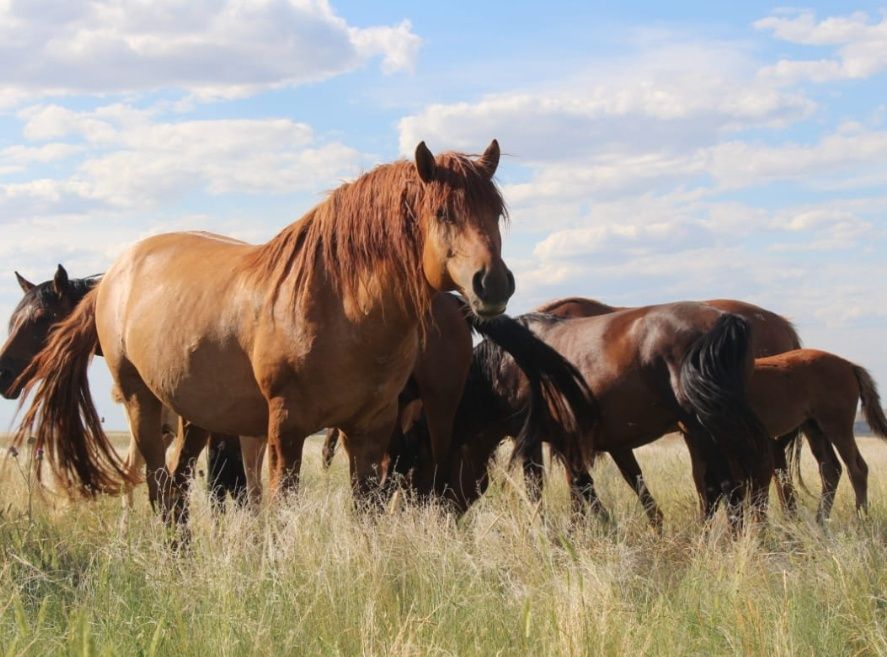 Соғым! Ет! Жылқы!