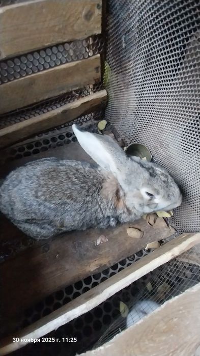 Кролик домашний хороший породы, срочно