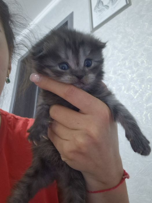 Бронь на котят шотландские