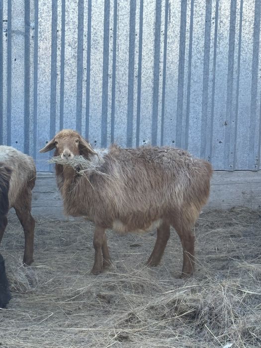 3 бас кой тур кырдан келген куйлери жаксы багасы 67000