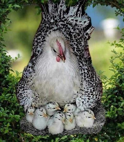 Оплодени яйца и малки пиленца от черен австралорп и едри селски кокошк
