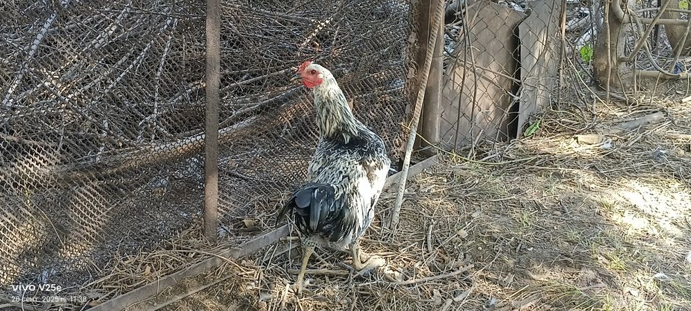 Петух порода домашняя