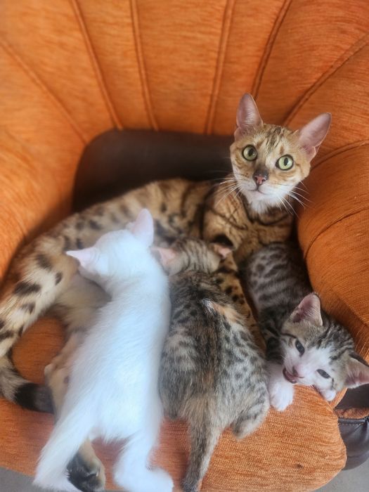 Бенгалски котки метиси