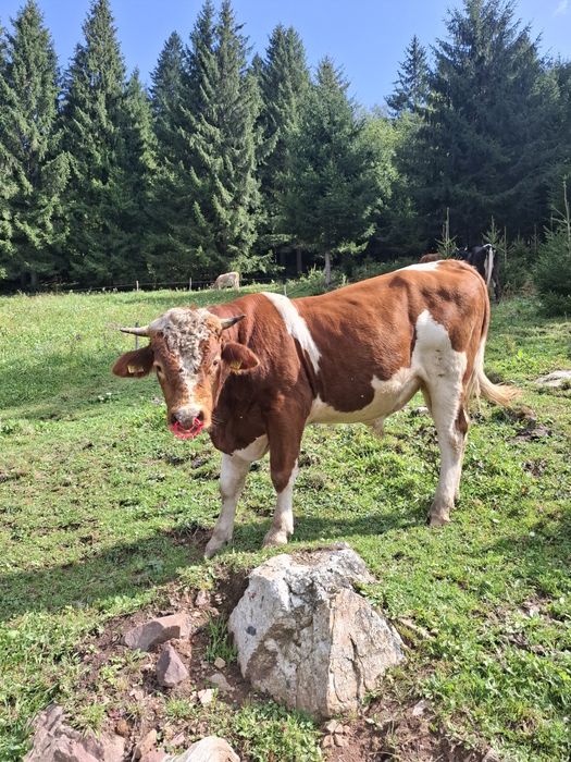De vânzare  tăuraș