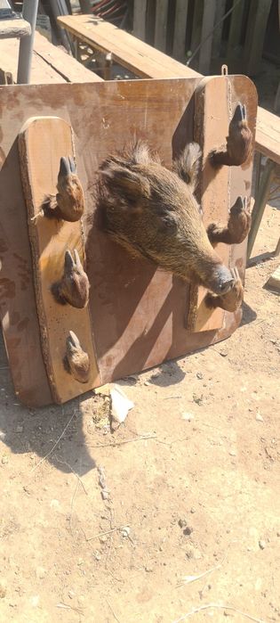 Trofeu mistreț  blână și cap