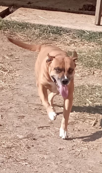 Pitbul sotiladi 3yosh