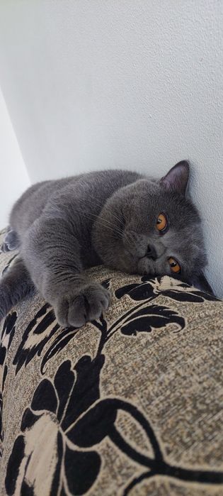Motan British shorthair blue