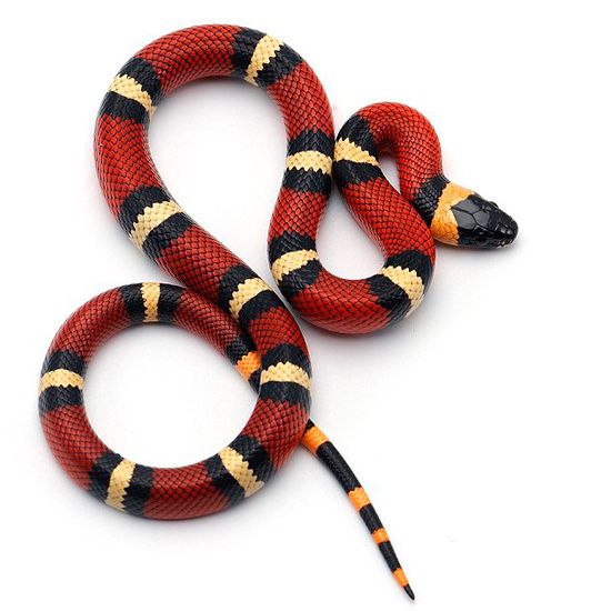 Синалойские молочные змеи