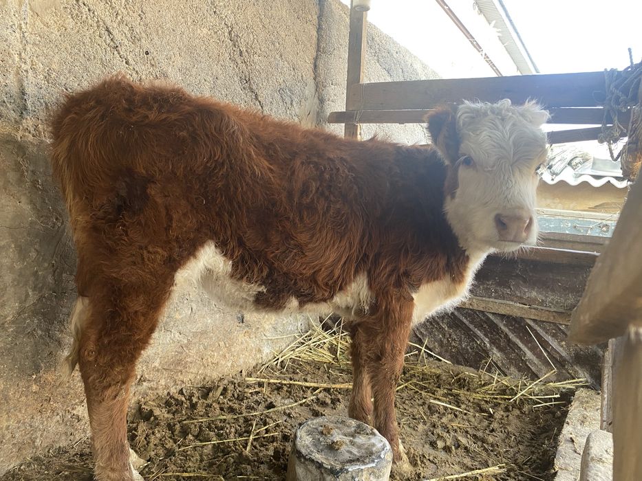 Семіз баспақ ,қашар сатылады