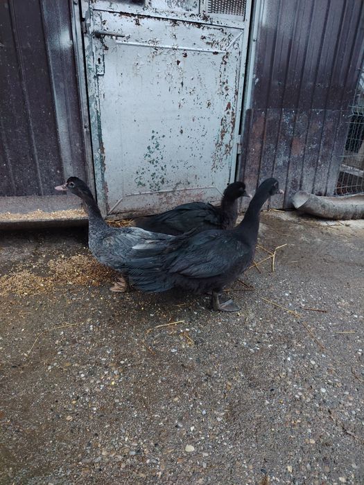 Vând boboci de rata muta