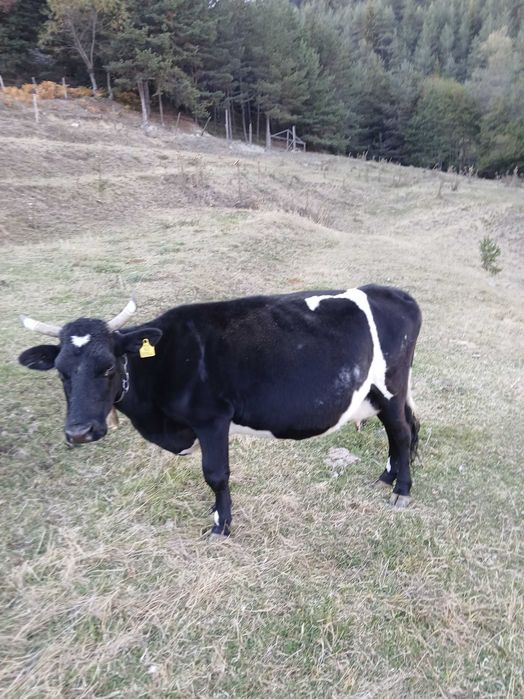 Продавам крави..