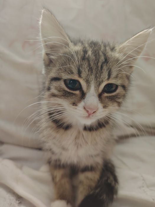 Отдам котёнка девочку