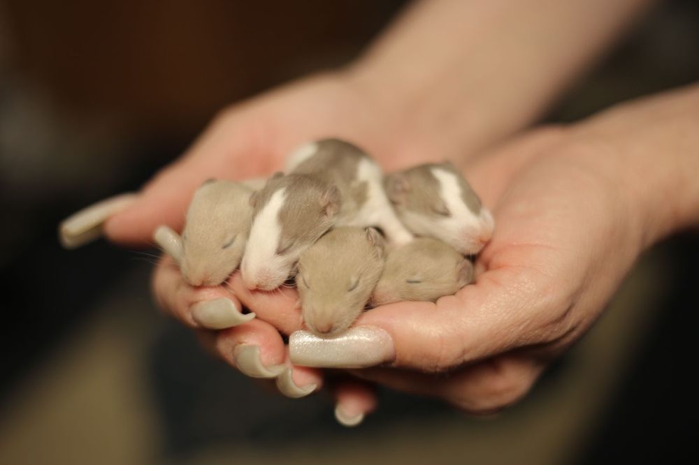 Дамбо крысята хаски