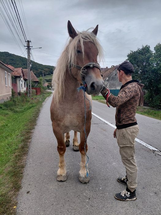 Vând de 5 ani bună la toate muncile agricole și la pădure