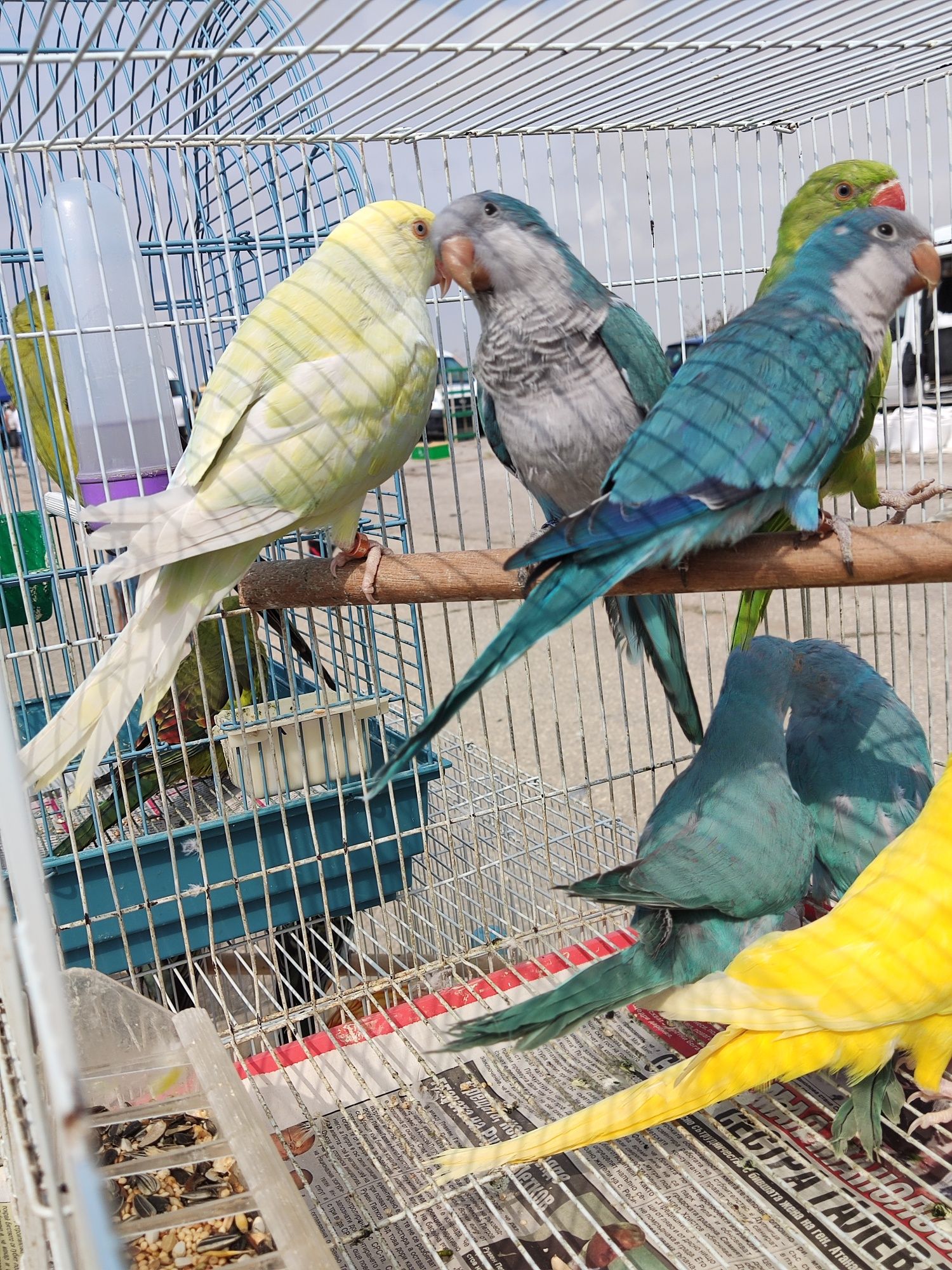 Разнообразие от видове папагали