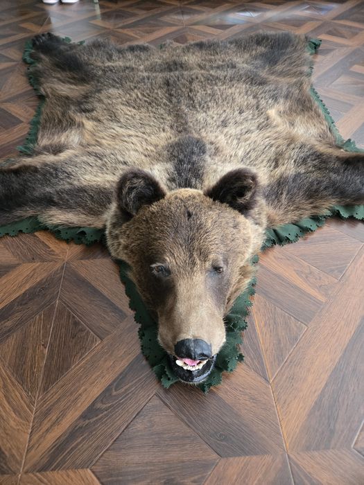 Vand trofeu urs brun blana naturala !