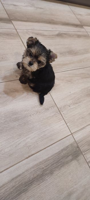 Йорки. Прекрасни представители на породата