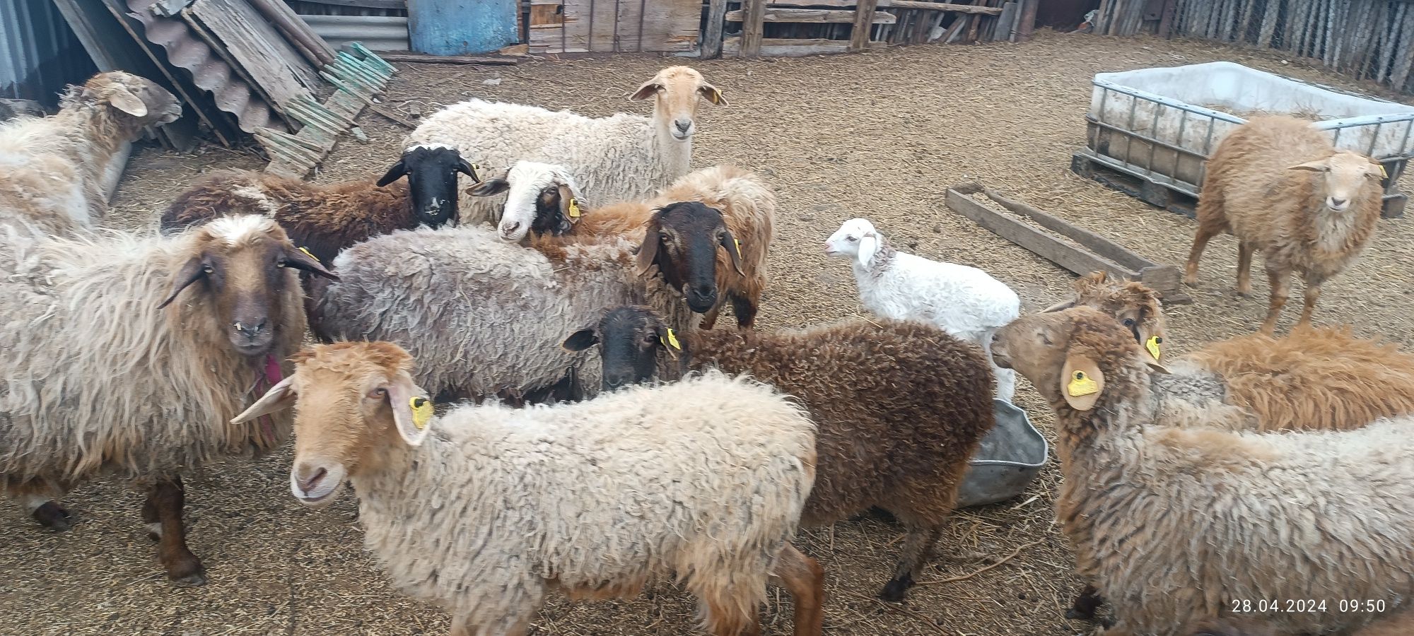 Продам овец в селе Байшуак (Елизаветинка (