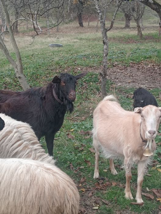 Vînd capere și un țap