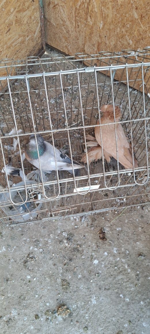 Vând porumbei Toboșari schimb cu gaini sau iepuri