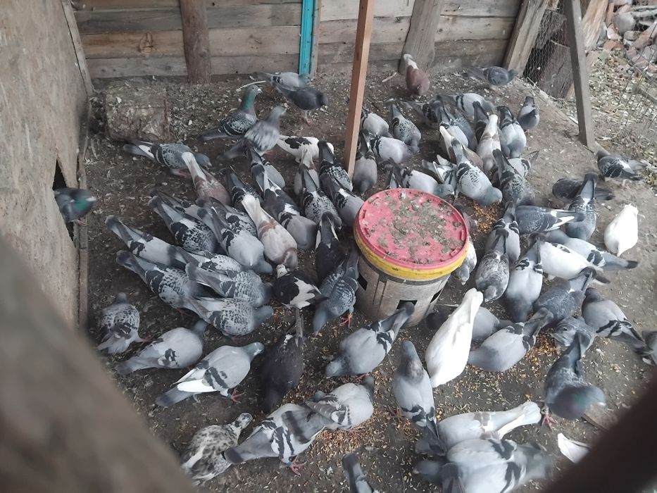 Porumbei și găini pitice