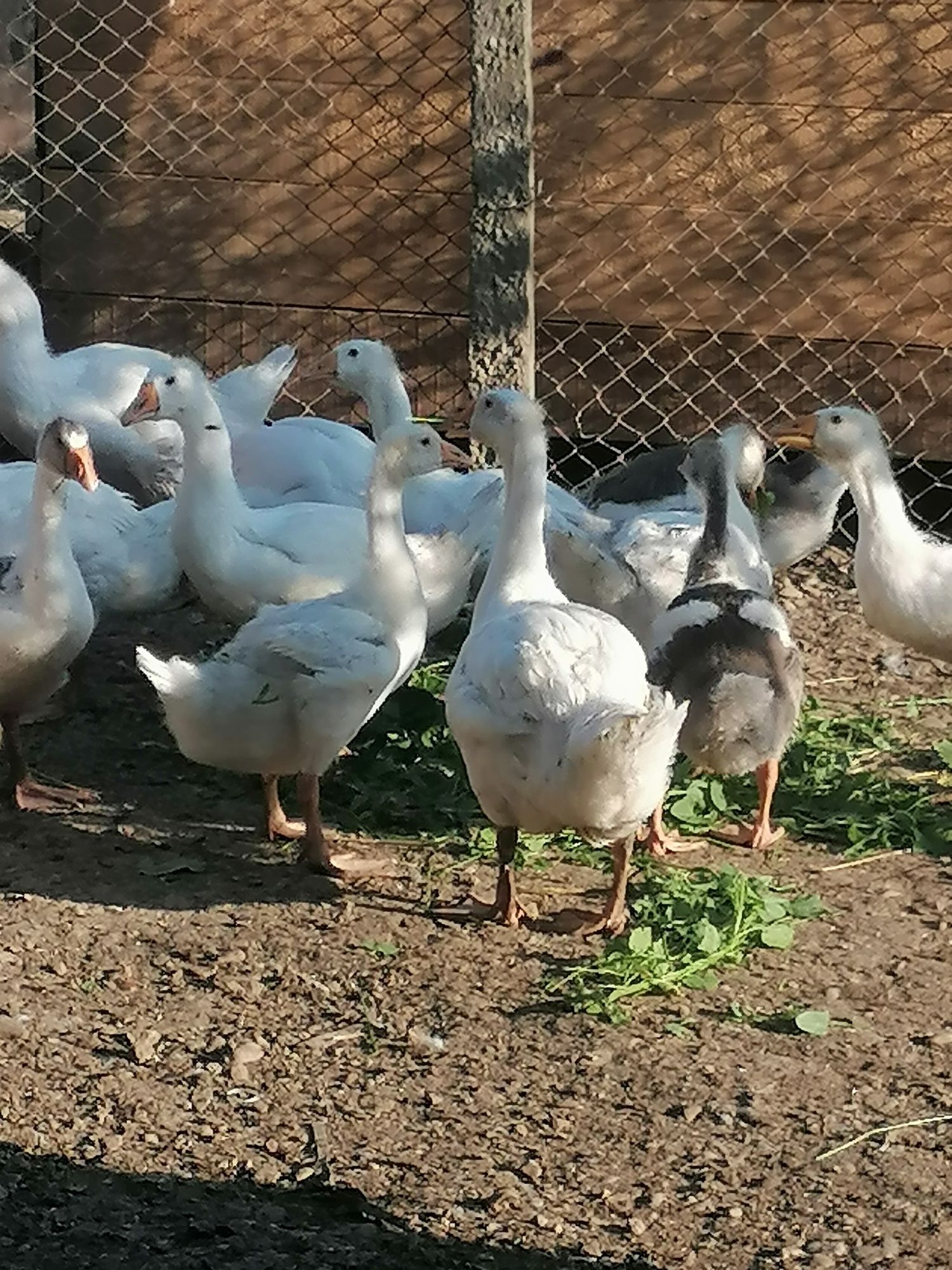 Vând gâște tinere