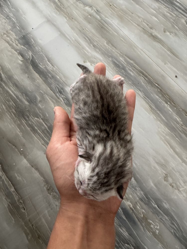 Продается котята но в течений 20 дней