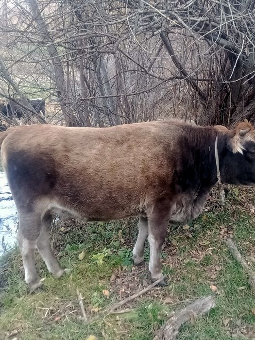 Семіз тайынша сатамын