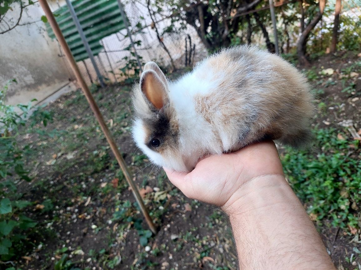 декоративни мини зайчета