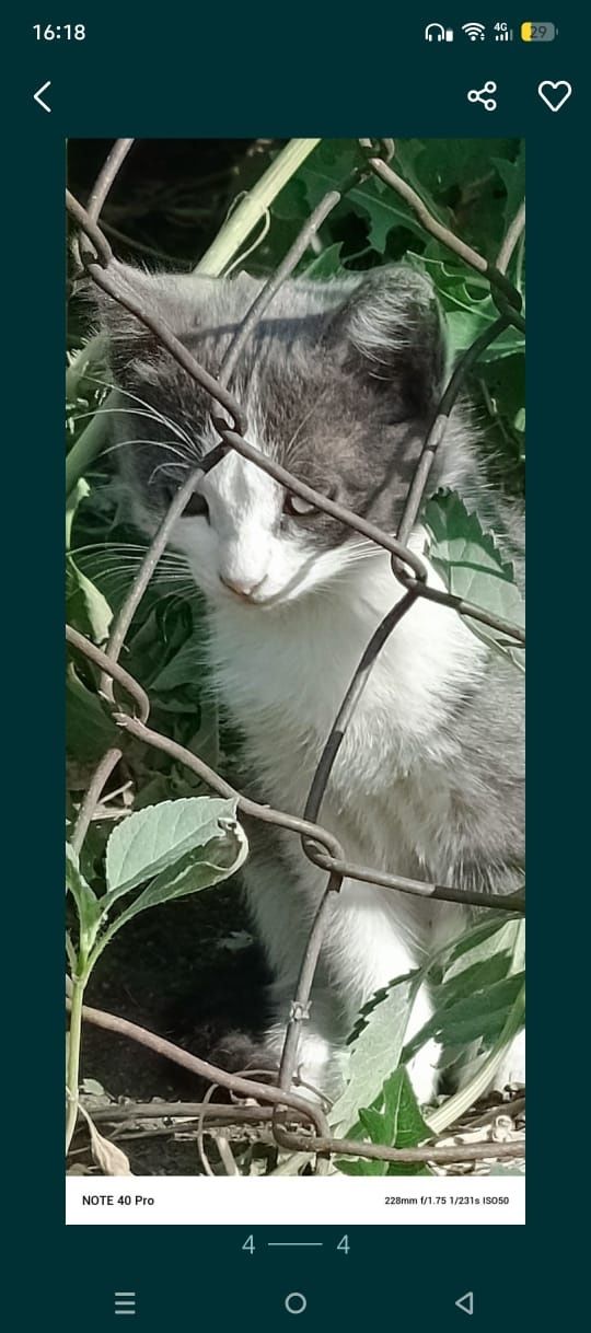 С ДОСТАВКОЙ отдам котят, привезу до подъезда!!!