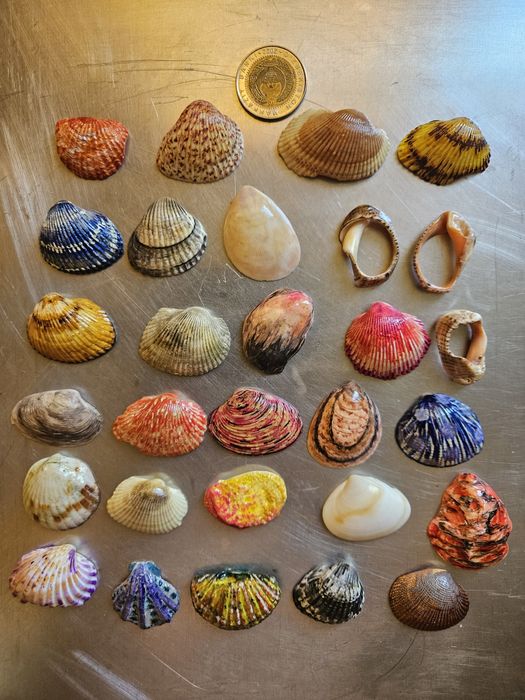 Красивые ракушки.