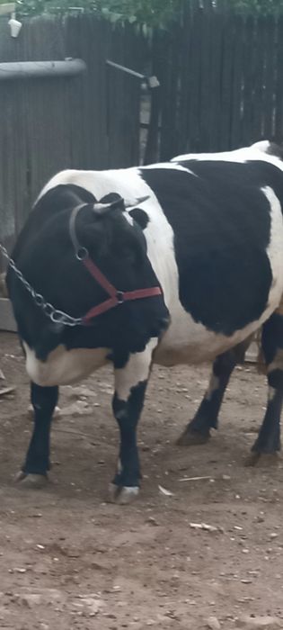 De vânzare vaca gestanta