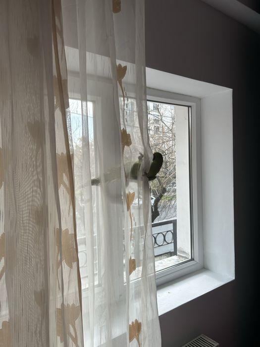 Papagal micul alexandru verde